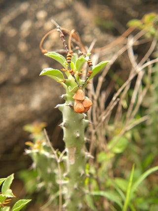 Grove Pendant